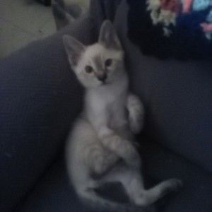 Meet your Posher, Lynette